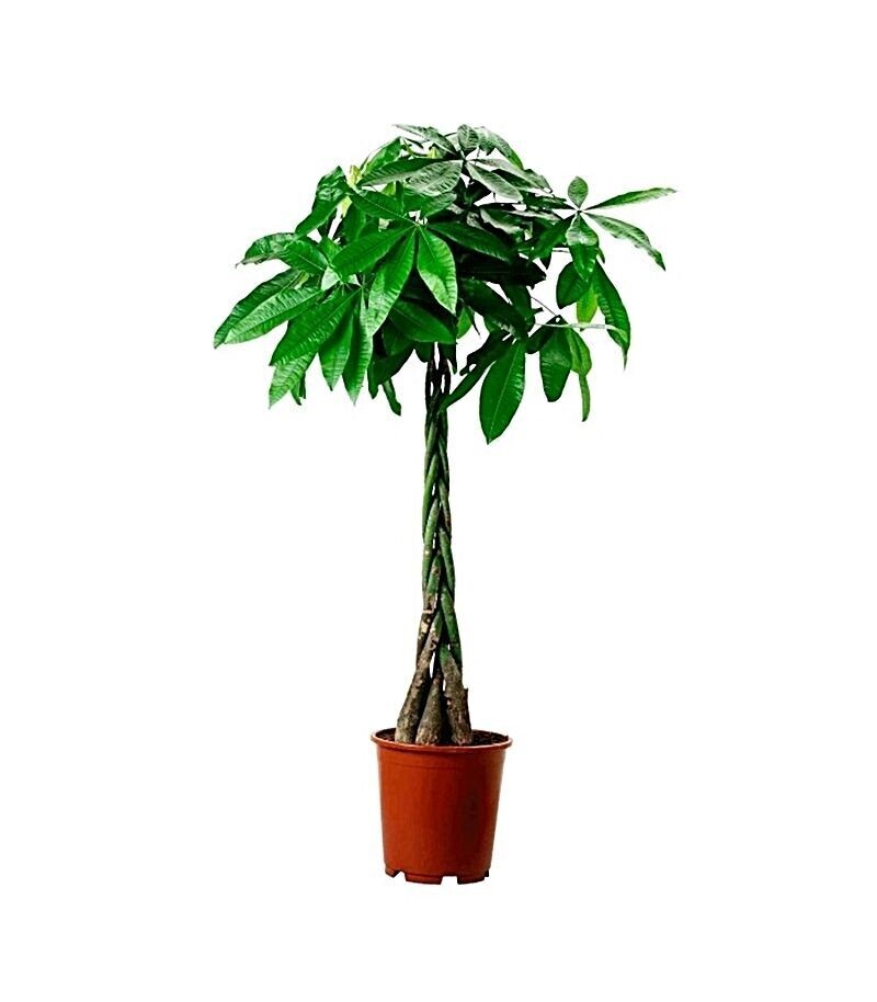 Pachira acuática. Planta interior. 130 - 140 cm