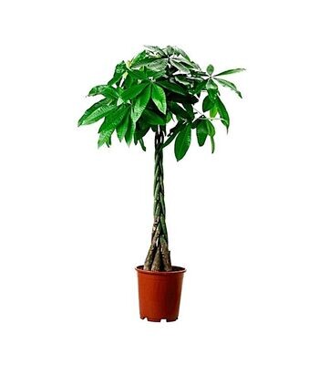 Pachira acuática. Planta interior. 130 - 140 cm