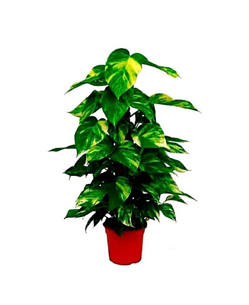 Epipremnum aureum o Photo. Interior. 80 - 100 cm