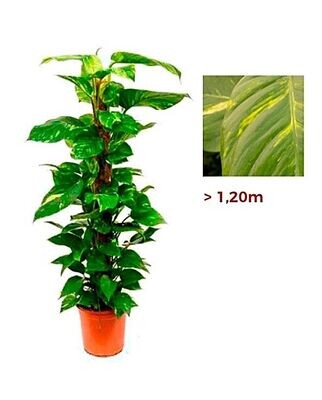 El Poto. Epipremnum aureum o Photo. Interior. 100 - 120 cm