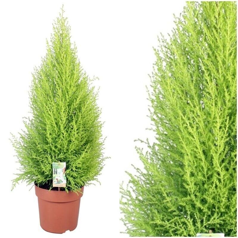 Planta Natural Cupressus Macrocarpa, Cipres Aroma Limón. 30 - 40 cm