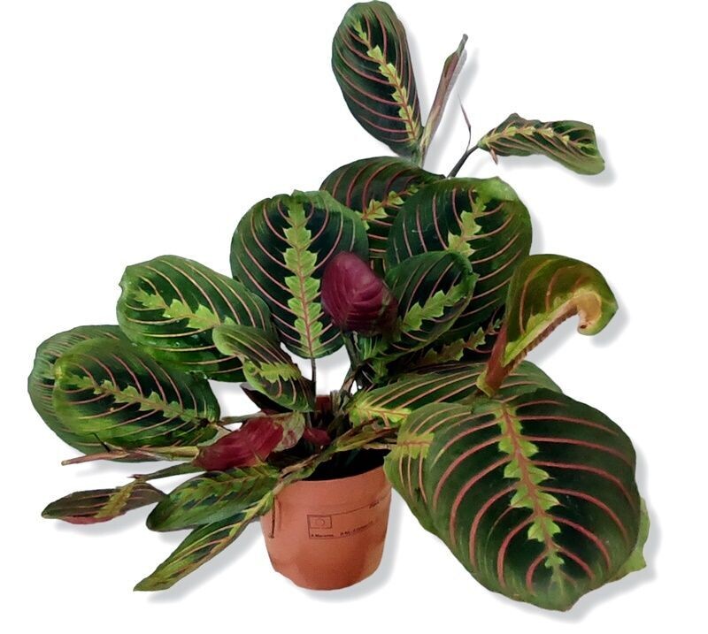 Planta Natural Calatea Maranta Fascinator