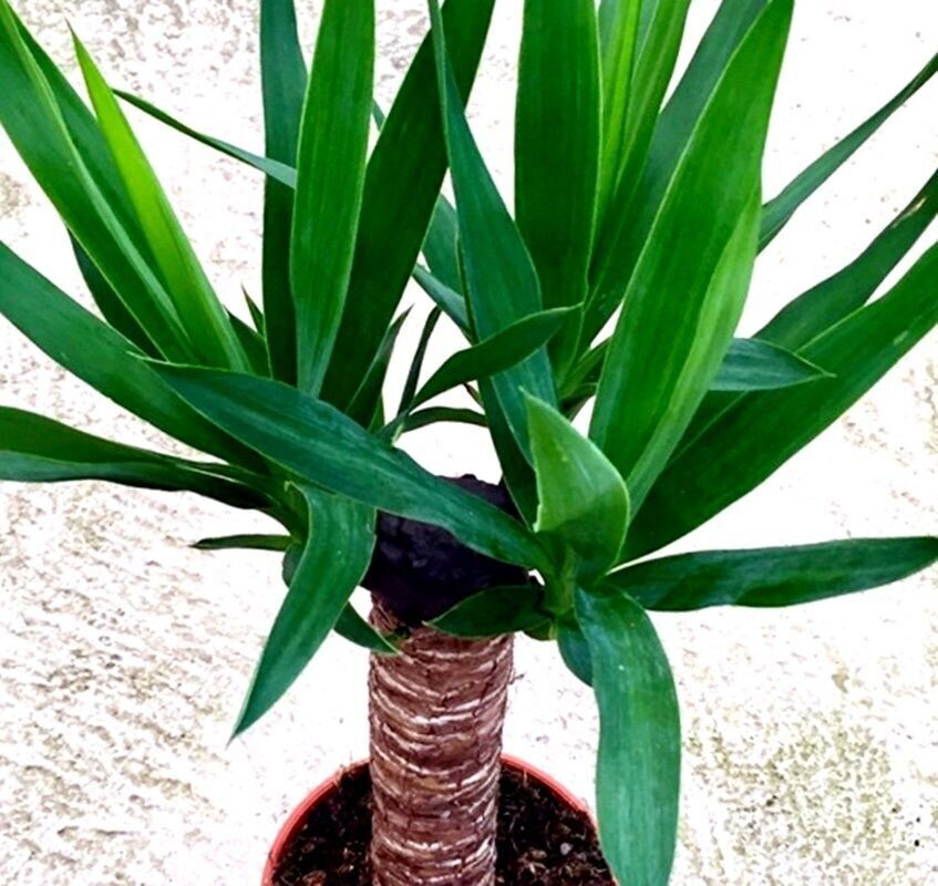 Planta de Palmera Yucca Elegans. Altura Planta 50/60 Cm