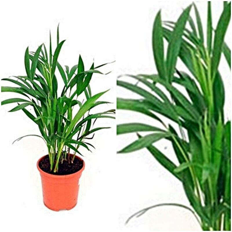 Planta de Palmera Areca. Dypsis Lutescens. Aire Puro. 70 - 80 cm