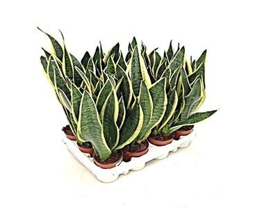 Planta Natural Sansevieria. Espada de San Jorge. Altura 30 - 40 cm