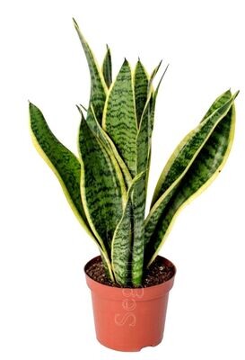 Planta Natural Sansevieria. Espada de San Jorge. Altura 50 - 60 cm