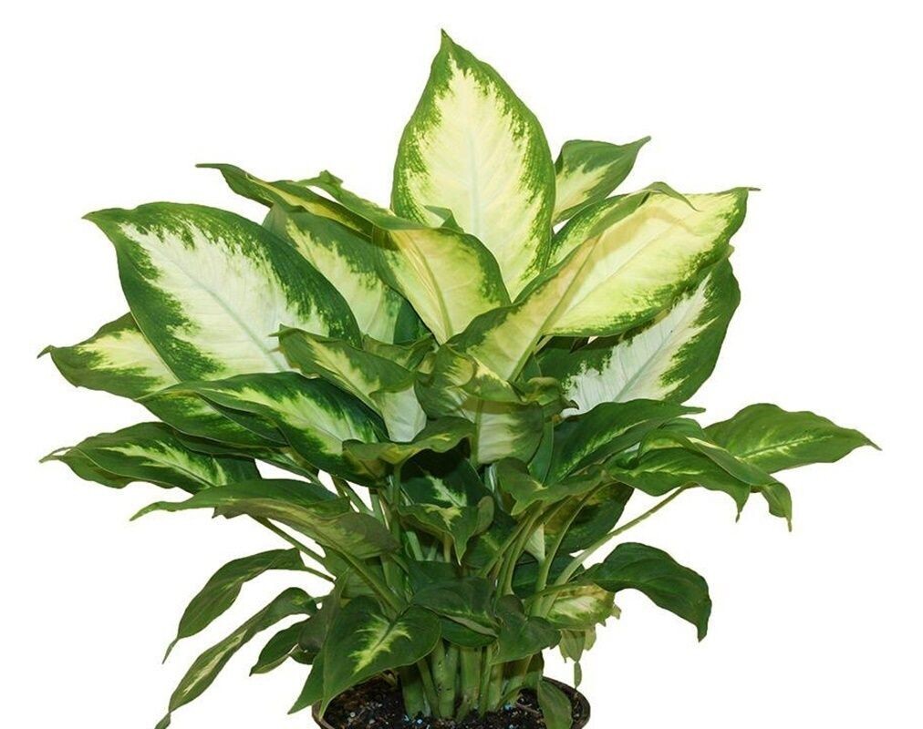Planta Dieffenbachia Camila. Ornamental. 20 - 25 cm.