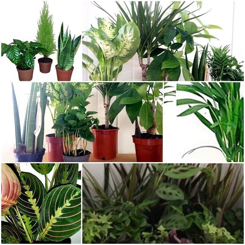 Pack 6 Plantas vivas SORPRESA. Decorativas para el hogar