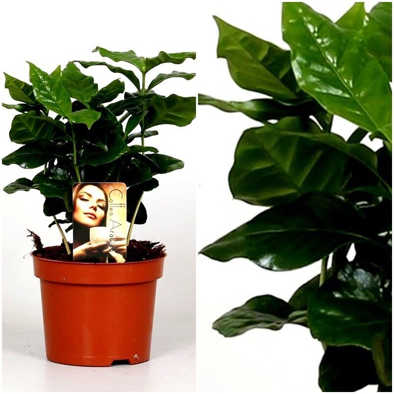 Planta Natural de Café. Cafeto. Coffea Arabica