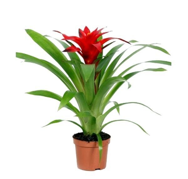 Planta Natural Guzmania Roja en Maceta de M9