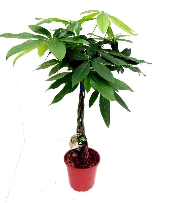 Planta Natural Pachira Acuatica. Arbol del Dinero. 110 - 120 cm