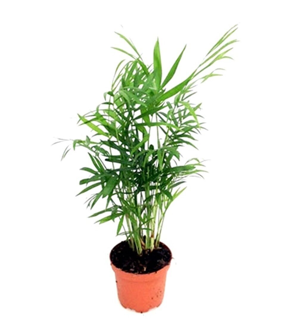 Planta Natural Palmera Chamaedorea Elegans en Maceta de 12 cm