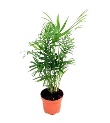 Planta Natural Palmera Chamaedorea Elegans en Maceta de 12 cm