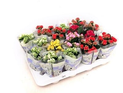 Pack de 12 Plantas de Kalanchoe Calandiva Variados de flores