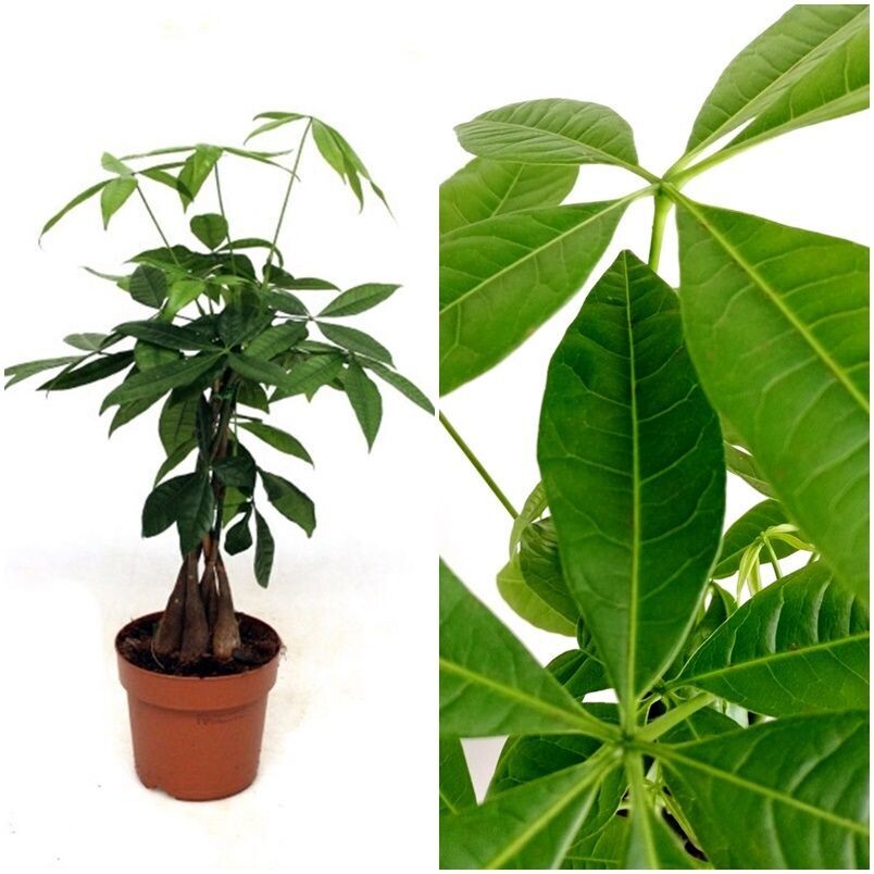 Planta Natural de Pachira Aquatica, Arbol del Dinero