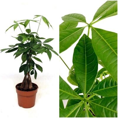 Planta Natural de Pachira Aquatica, Arbol del Dinero