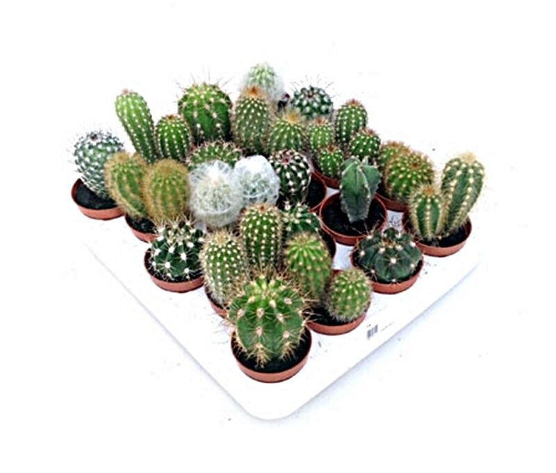Pack de 20 Cactus variados en Maceta M5. En Oferta