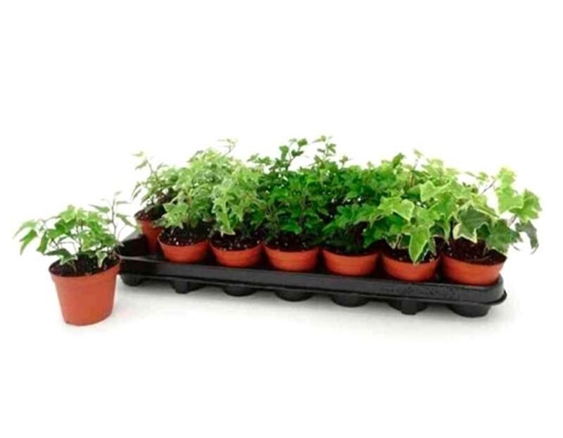 Pack de 18 Plantas de Hiedra Hedera variadas. Rastrera