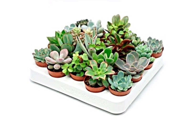Pack de 20 Plantas Crasas en Maceta de 5,5
