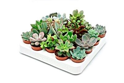 Pack de 20 Plantas Crasas en Maceta de 5,5
