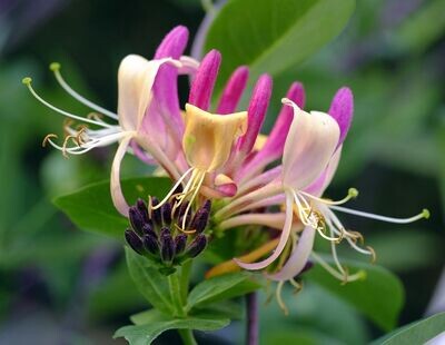 Planta Madreselva Lonicera. Planta 70 - 80 Cm