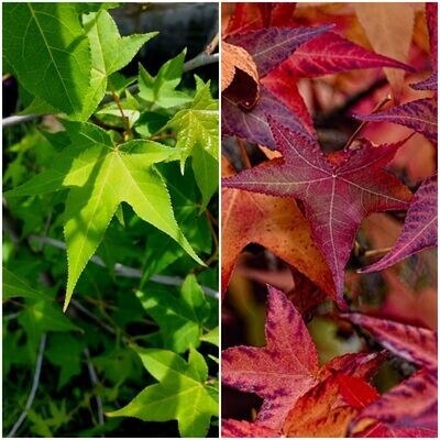 Arbol del ambar, Liquidambar styraciflua 100 - 120 cm