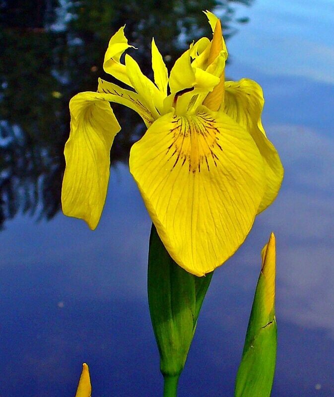 Lirio de agua. Iris Pseudoacorus. Exterior. 20 - 30cm