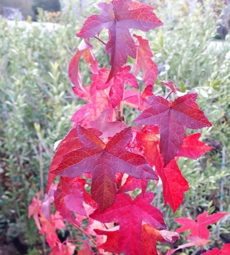 Arbol del ambar, Liquidambar styraciflua 80 - 90 cm