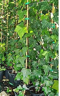 Planta de Hiedra - Hedera Helix. Altura 100 Cm