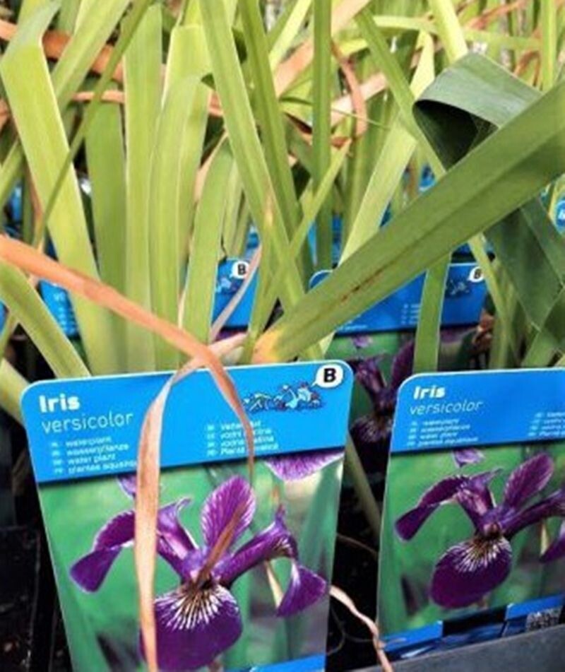 Lirio de agua. Iris versicolor. Exterior. 20 - 30cm