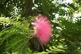 Planta Calliandra o arbusto de la llama. 80 - 100 cm