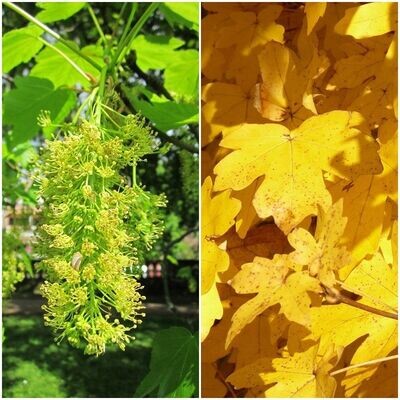 Planta Acer pseudoplatanus. Falso platano. 120-140 cm