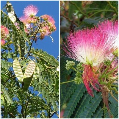 Planta Albizia Julibrissin. Acacia de constantinopla.
