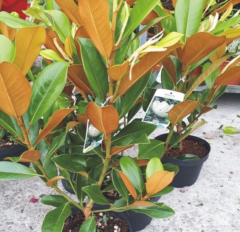 Planta Magnolia Grandiflora Nantais. Arbol Majestuoso. 60-70 cm