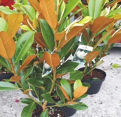 Planta Magnolia Grandiflora Nantais. Arbol Majestuoso. 60-70 cm