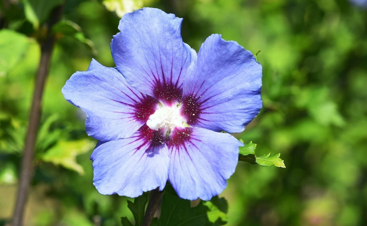 Hibiscus Syriacus. Flor azul. Abundantes flores