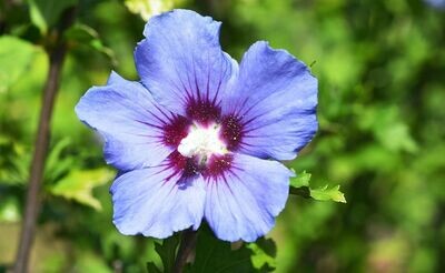 Hibiscus Syriacus. Flor azul. Abundantes flores