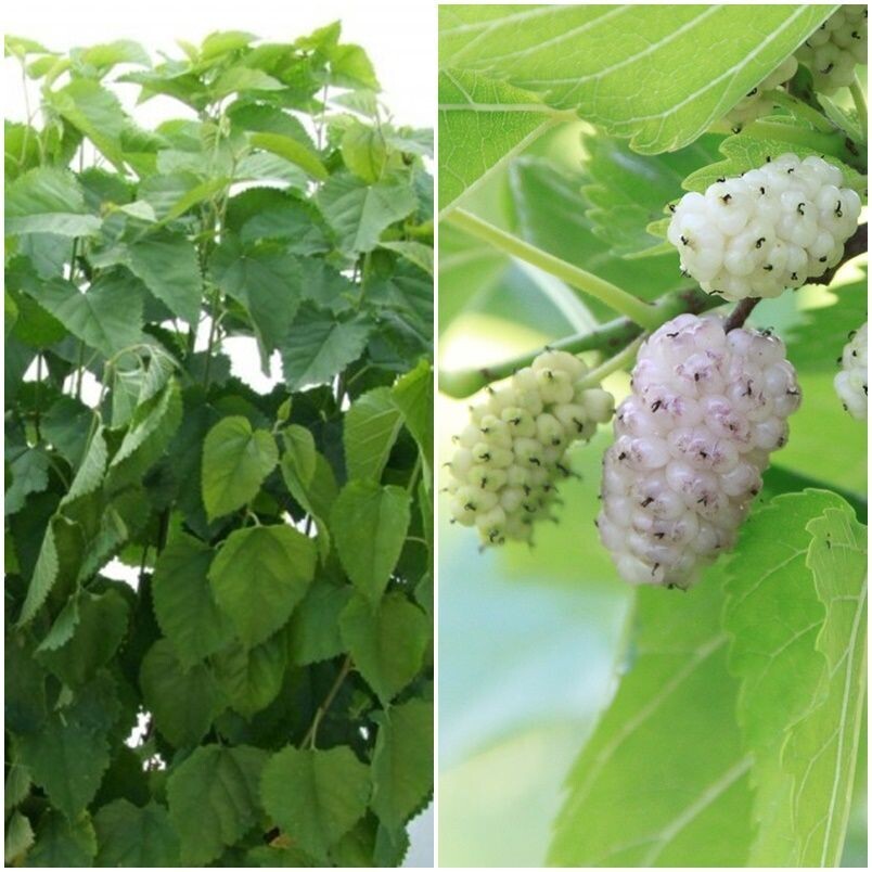 Morus Alba. Morera Blanca. 120 - 150 cm