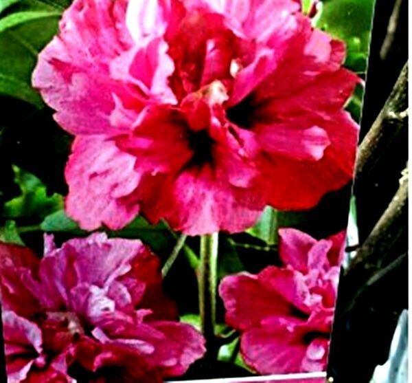 Hibiscus Syriacus. Flor roja doble. 30/40 cm
