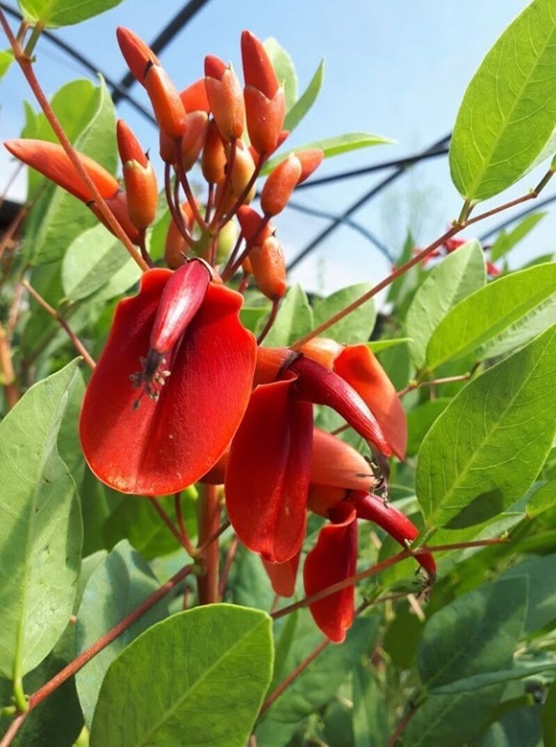 Erythrina Cristal-Galli. Arbol del coral. 50 - 60 cm
