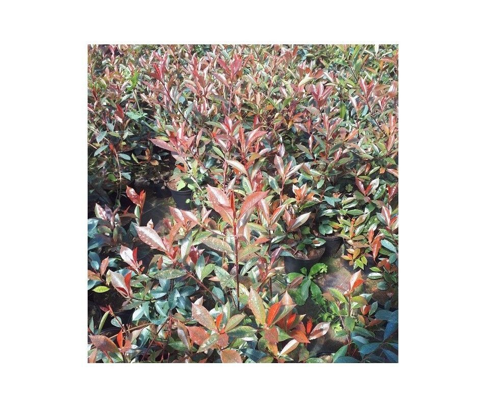 Photinia Red Robin. Potinia Fotinia. Hojas granates. 40-50 cm