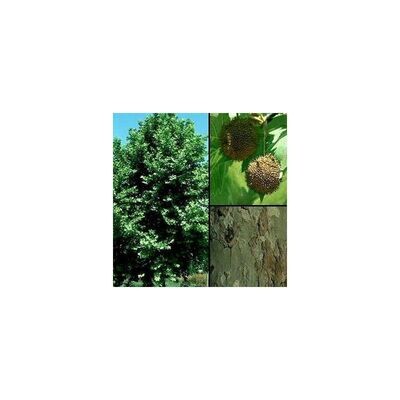 Platanus Orientalis. Platano de sombra. 120-140 cm