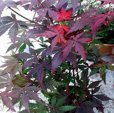 Planta Arce Japonés. ACER Palmatum Atropurpureum