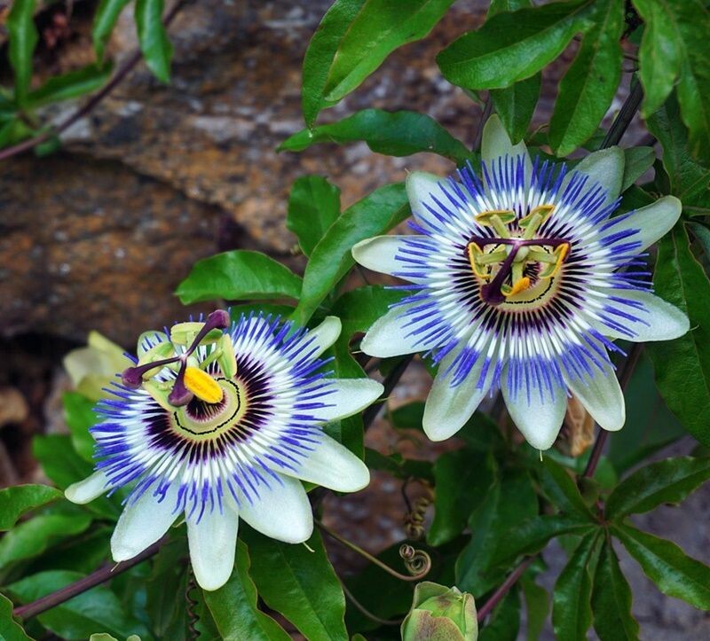 Planta Trepadora. Pasiflora, Flor de la Pasión, Pasionaria