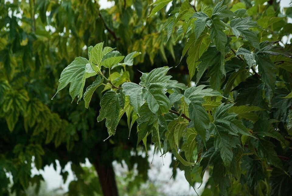 Morus Fruitless. Morera. Usada para dar sombra. 140 - 150 cm