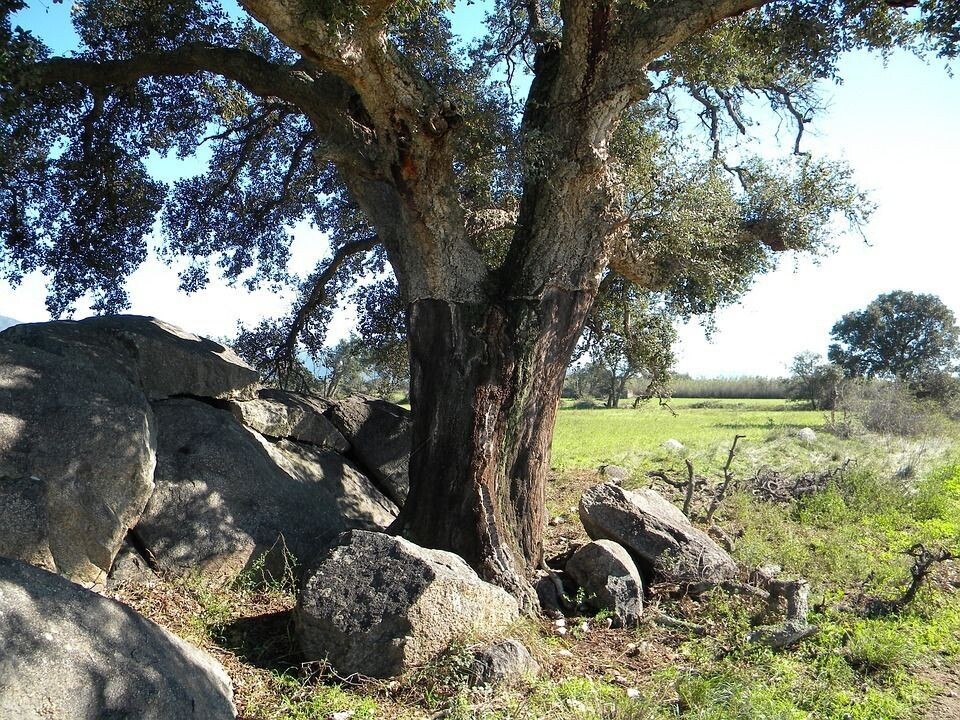 Quercus Suber. Alcornoque. Corteza de corcho. 60-80 cm