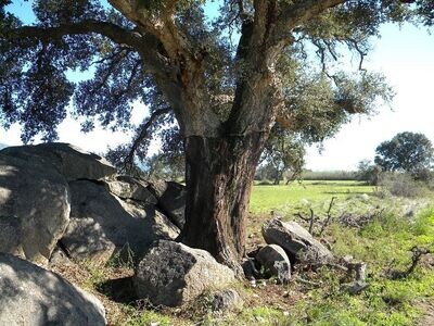 Quercus Suber. Alcornoque. Corteza de corcho. 60-80 cm