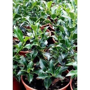 Planta Acebo Alaska. ILEX Aquifolium Alaska. 30-40 Cm