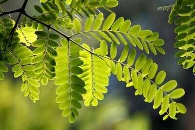 Sophora Japonica. Acacia del japon. 100-120 cm