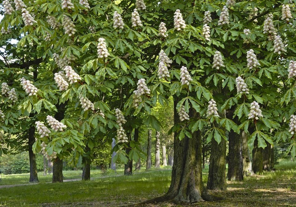 Castaño de Indias. Aesculus hippocastanum. 40-60 cm